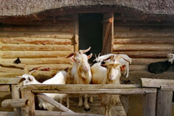 W słowiańskiej zagrodzie